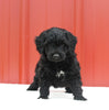 Mini Aussiedoodle For Sale Holmesville OH Female-Mercedes