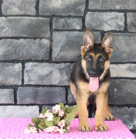 AKC German Shepherd For Sale Millersburg OH Female-Brenda