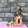 AKC German Shepherd For Sale Millersburg OH Female-Brenda