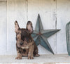 Frenchton For Sale Millersburg OH Female-Bella