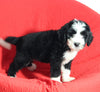 Mini Bernedoodle For Sale Sugarcreek OH Male-Jacobi