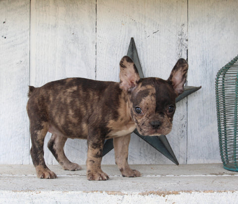 Frenchton For Sale Millersburg OH Female-Bella
