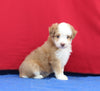 Mini Aussiedoodle For Sale Millersburg OH Male-Rocket