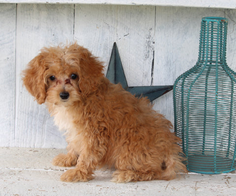 Cavapoo For Sale Millersburg OH Female-Hallie