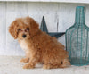 Cavapoo For Sale Millersburg OH Female-Hallie