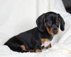 ACA Registered Dachshund For Sale Fredericksburg OH Male-Prince