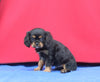 AKC Registered Cavalier KCS For Sale Millersburg OH Male-Smokie
