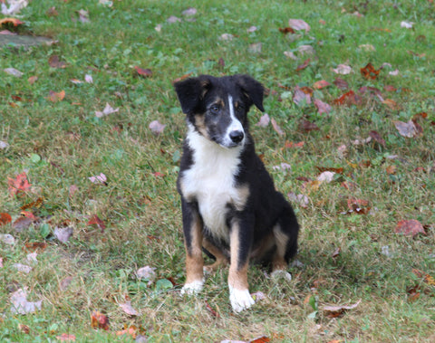 ABCA Registered Border Collie For Sale Warsaw OH Male-Buster