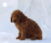 F1B Mini Goldendoodle For Sale Sugarcreek OH Male-Tate