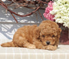 Mini Goldendoodle For Sale Sugarcreek OH Female-Neva