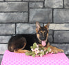 AKC German Shepherd For Sale Millersburg OH Female-Brenda