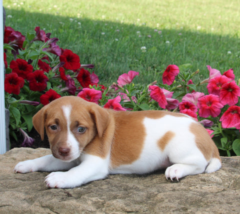 Jack Russell For Sale Millersburg OH Female-Shania