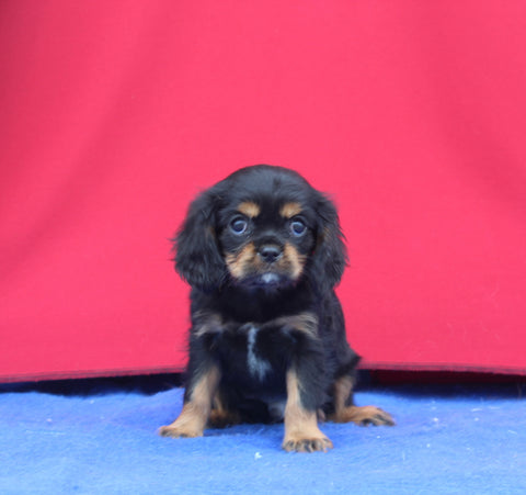 AKC Registered Cavalier KCS For Sale Millersburg OH Male-Smokie