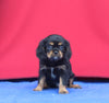 AKC Registered Cavalier KCS For Sale Millersburg OH Male-Smokie