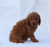 F1B Mini Goldendoodle For Sale Sugarcreek OH Male-Tate