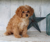 Cavapoo For Sale Millersburg OH Female-Hallie