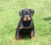 AKC Registered Rottweiler For Sale Sugarcreek OH Female-Cassidy