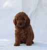 F1B Mini Goldendoodle For Sale Sugarcreek OH Male-Tate