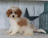 Cavapoo For Sale Millersburg OH Female-Heidi