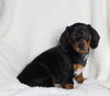 ACA Registered Dachshund For Sale Fredericksburg OH Male-Prince