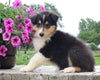 Collie Lassie For Sale Fredericksburg OH Male-Marshel