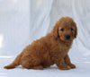 F1B Mini Goldendoodle For Sale Sugarcreek OH Male-Tyson