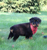AKC Registered Rottweiler For Sale Sugarcreek OH Male-Thunder