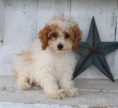 Cavapoo For Sale Millersburg OH Female-Heidi