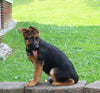AKC German Shepherd For Sale Millersburg OH Female-Beaula