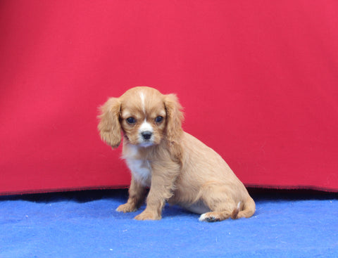 AKC Registered Cavalier KCS For Sale Millersburg OH Female-Hazel