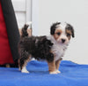 Mini Aussiedoodle For Sale Millersburg OH Male-Smokie