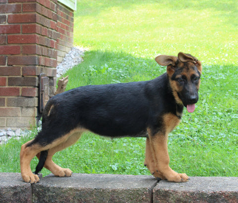 AKC German Shepherd For Sale Millersburg OH Female-Beaula