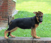 AKC German Shepherd For Sale Millersburg OH Female-Beaula