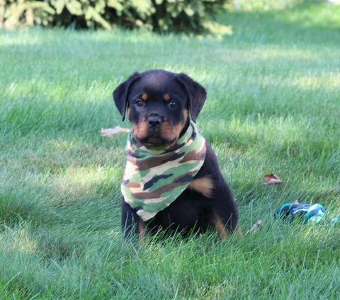 AKC Registered Rottweiler For Sale Sugarcreek OH Male-Theo