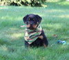 AKC Registered Rottweiler For Sale Sugarcreek OH Male-Theo
