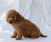 F1B Mini Goldendoodle For Sale Sugarcreek OH Male-Tyson