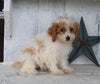 Cavapoo For Sale Millersburg OH Female-Heidi