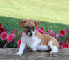 Jack Russell For Sale Millersburg OH Female-Shelly
