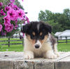 Collie Lassie For Sale Fredericksburg OH Male-Marc