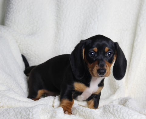 ACA Registered Dachshund For Sale Fredericksburg OH Female-Dixie