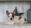 Frenchton For Sale Millersburg OH Male-Bryce