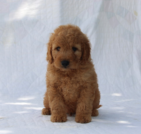 F1B Mini Goldendoodle For Sale Sugarcreek OH Male-Tyson