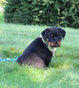 AKC Registered Rottweiler For Sale Sugarcreek OH Male-Theo