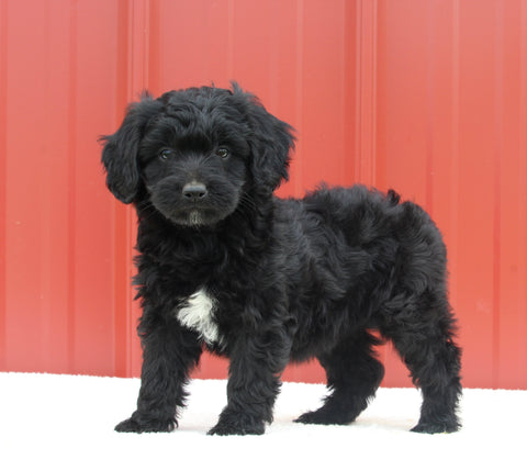 Mini Aussiedoodle For Sale Holmesville OH Female-Miranda