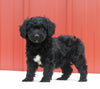Mini Aussiedoodle For Sale Holmesville OH Female-Miranda