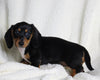 ACA Registered Dachshund For Sale Fredericksburg OH Female-Dixie