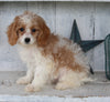 Cavapoo For Sale Millersburg OH Female-Hazel
