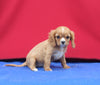 AKC Registered Cavalier KCS For Sale Millersburg OH Female-Hazel