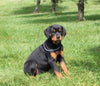 AKC Registered Rottweiler For Sale Sugarcreek OH Female-Pippa