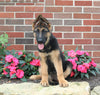 AKC German Shepherd For Sale Millersburg. OH Female-Bonnie